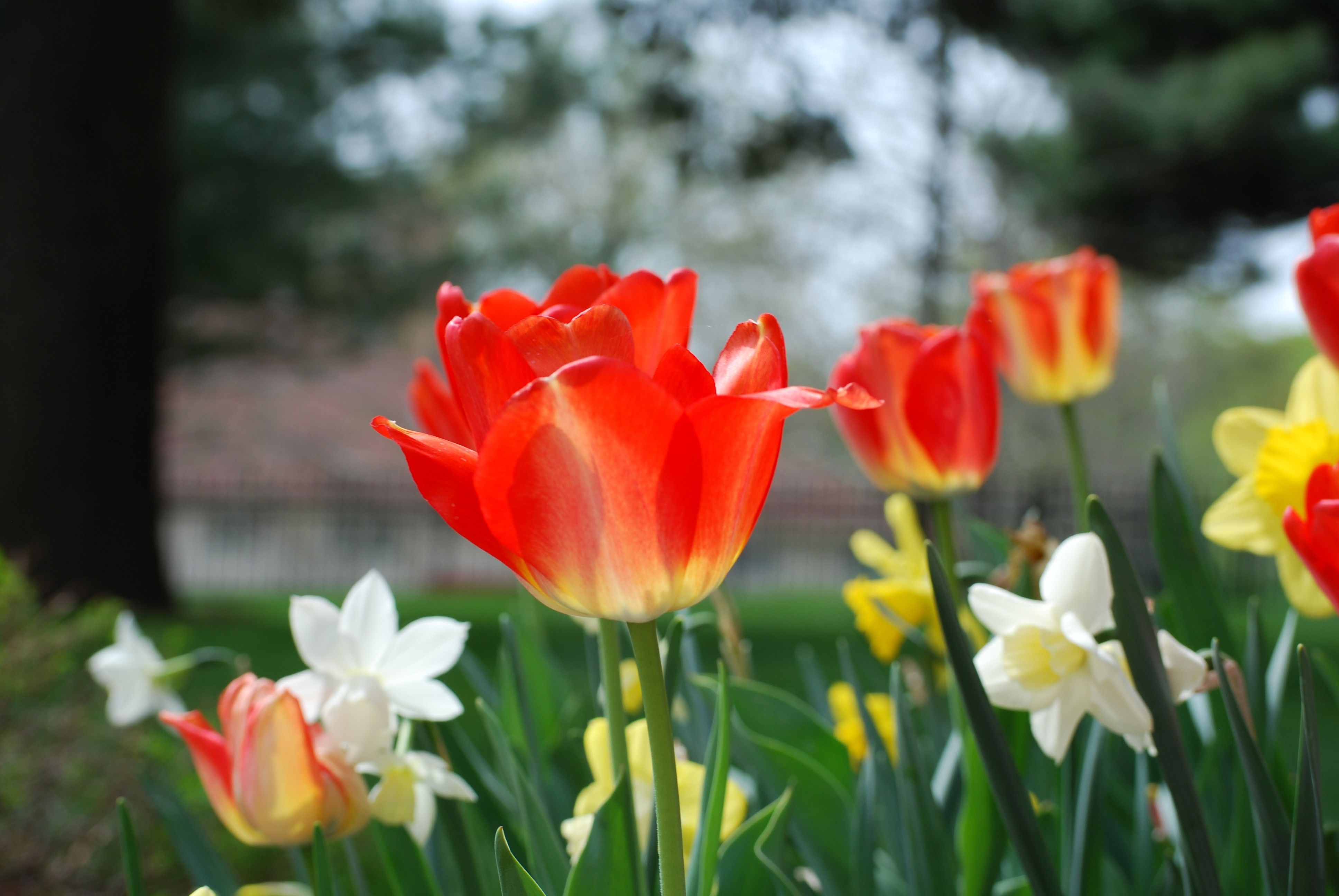 Tulips and Daffodils