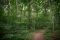 Sacred Grove: Palmyra, New York