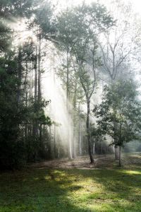 A light shines through a forest signifying the power of God