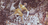 man in a tree as Jesus approaches
