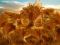 sheaves of grain