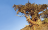bristlecone pine tree