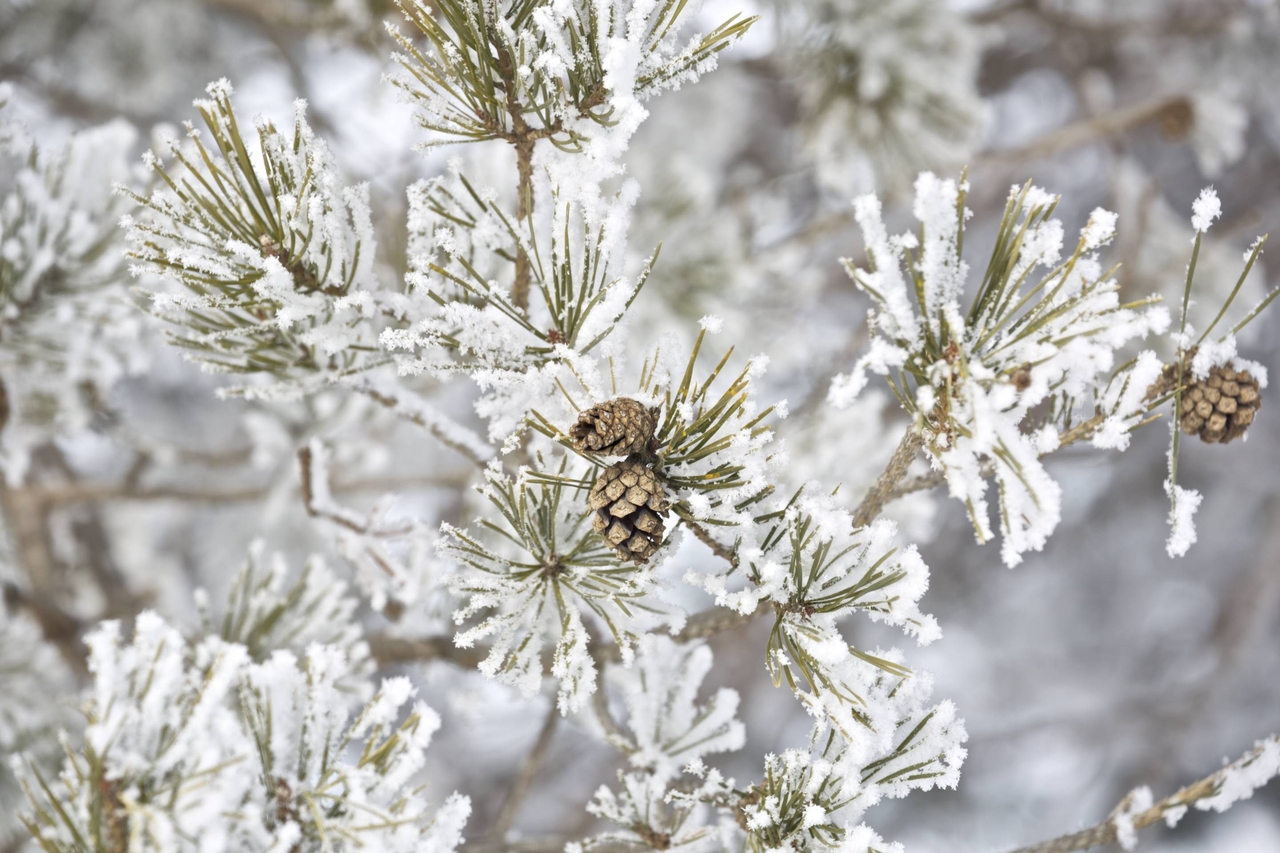 Snow on a Pine Tree