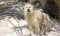 The Good Sheep Dog