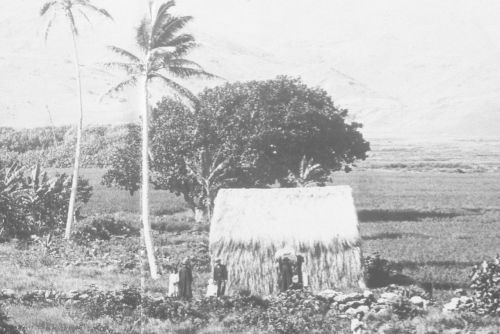 Hawaiian grass hut