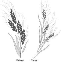 Wheat and tares
