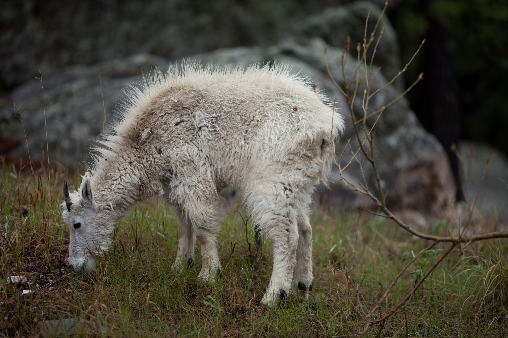 Mountain Goat