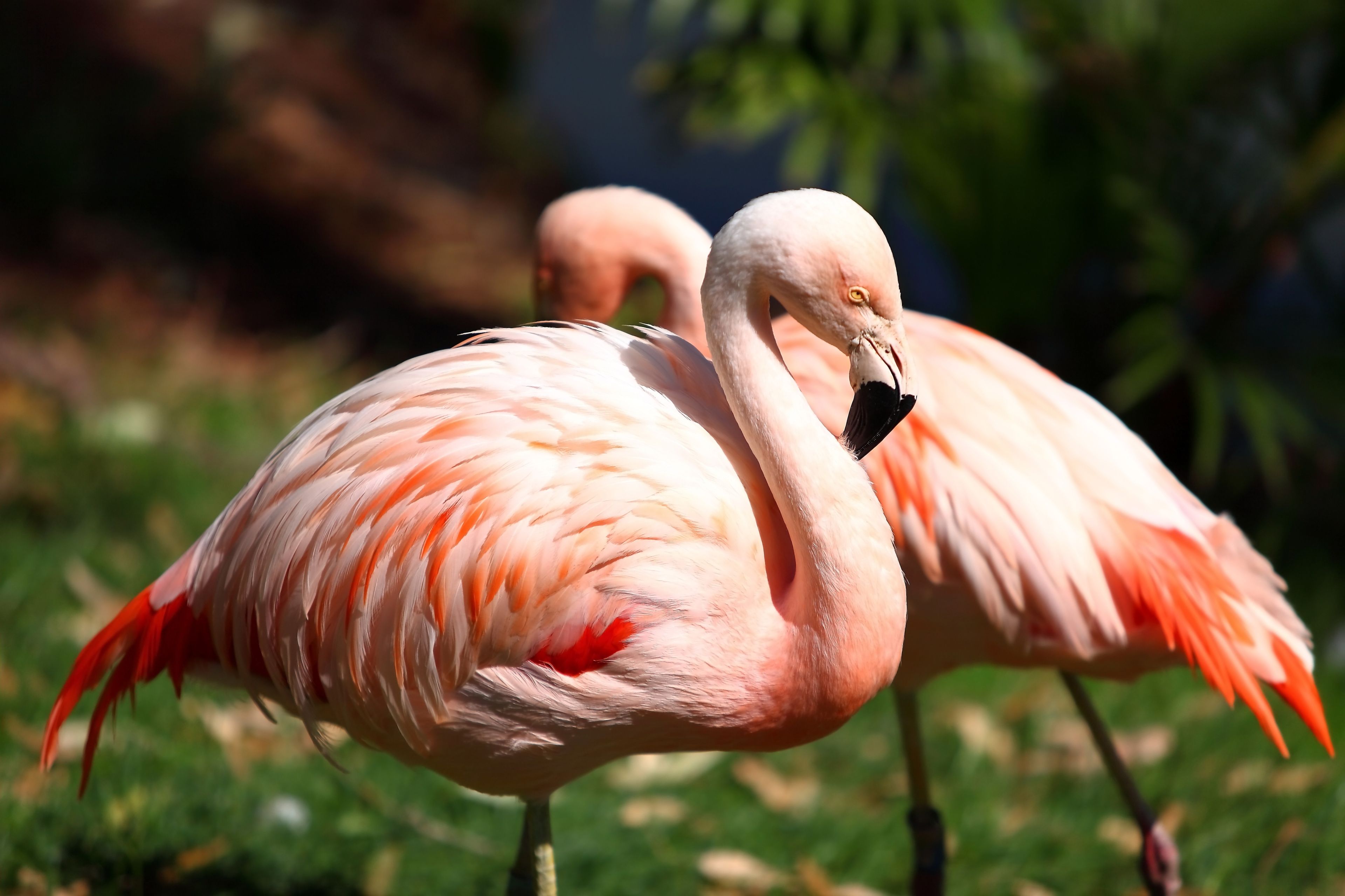 Flamingos
