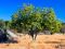 Fig Tree