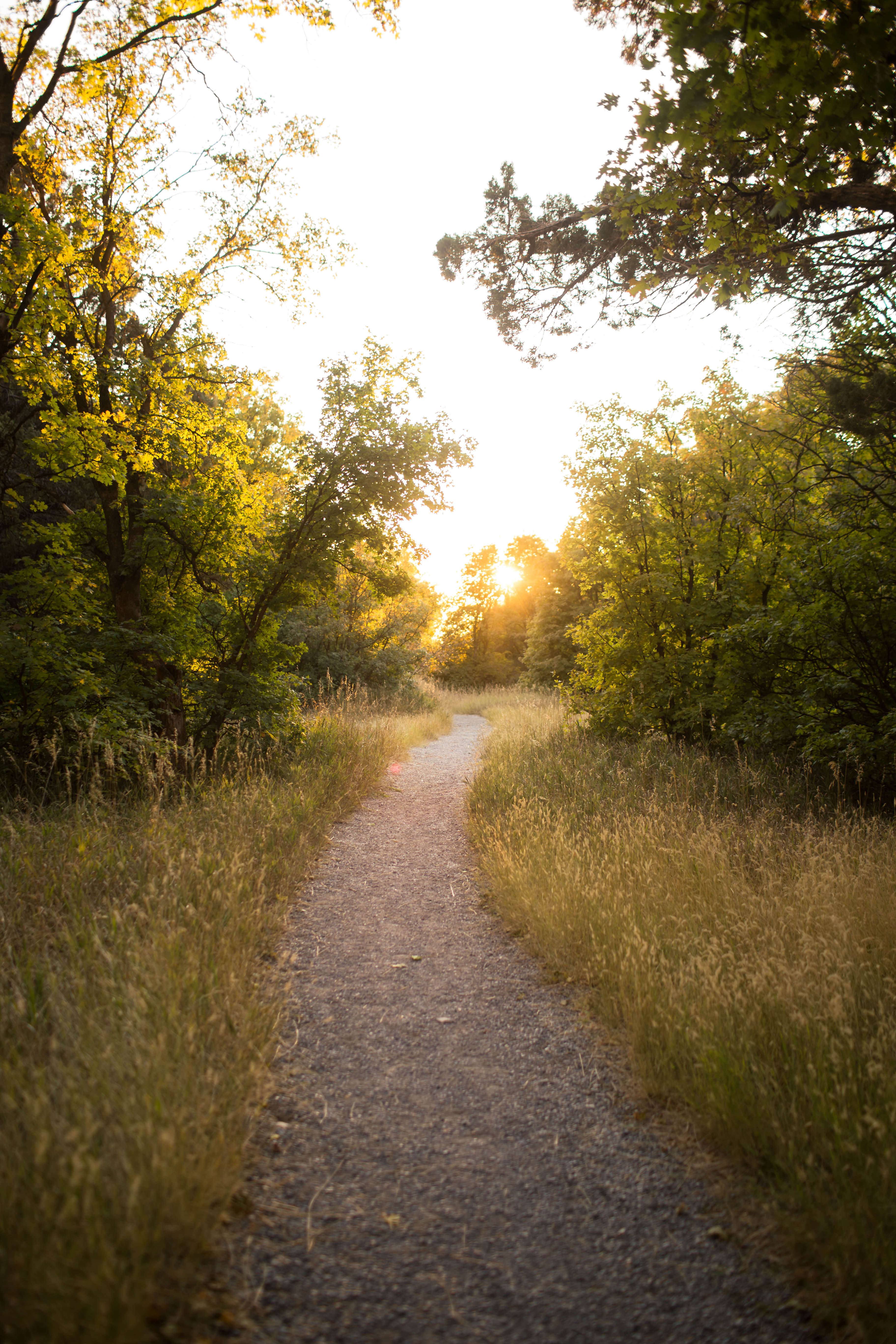 A dirt path winds through a forest during sunset showing God's hand in all things