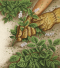 pulling weeds