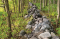 Lessons From the Sacred Grove