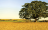 tree in yellow field