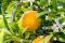 Fruits and vegetables