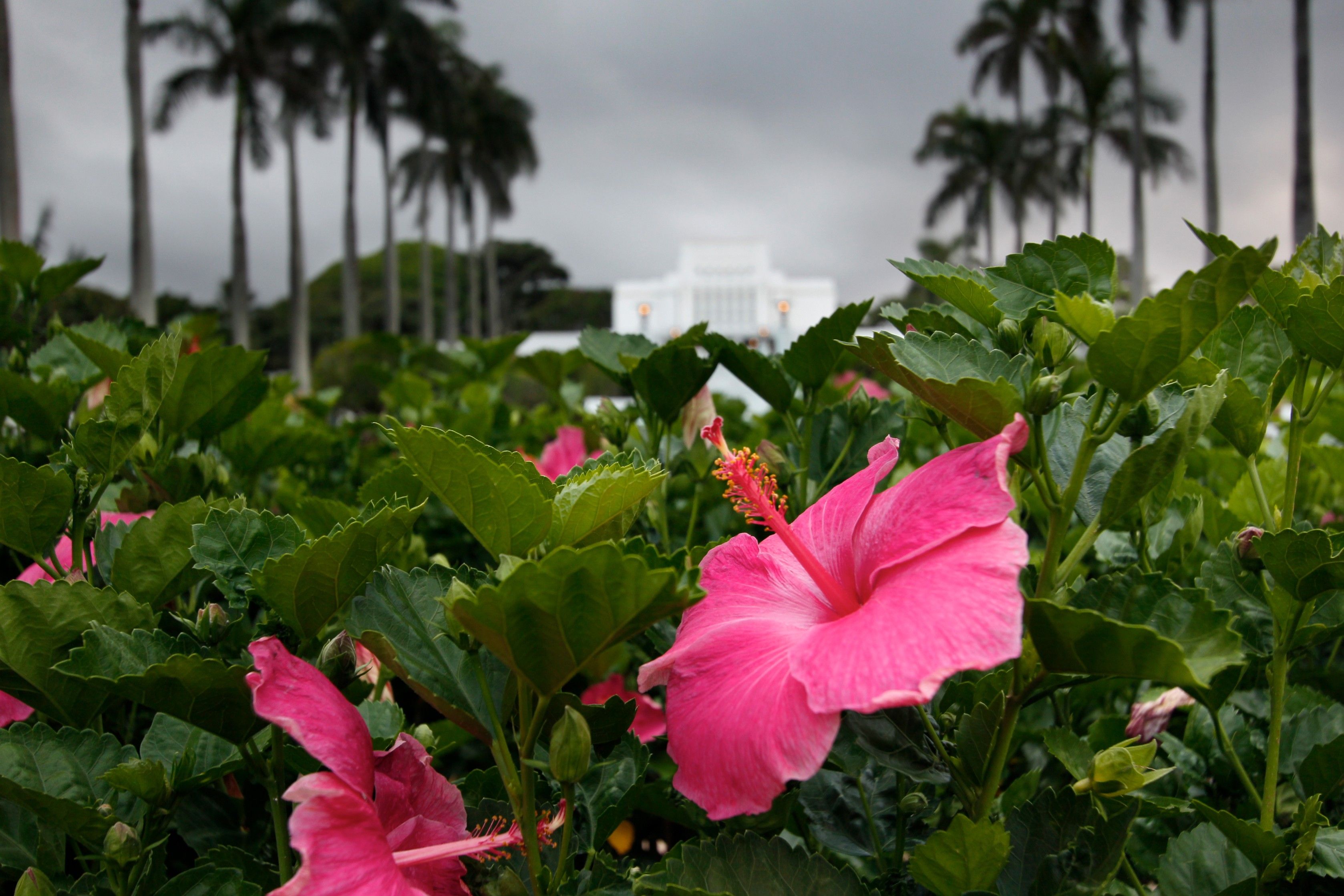 awa plant in laie hawaii