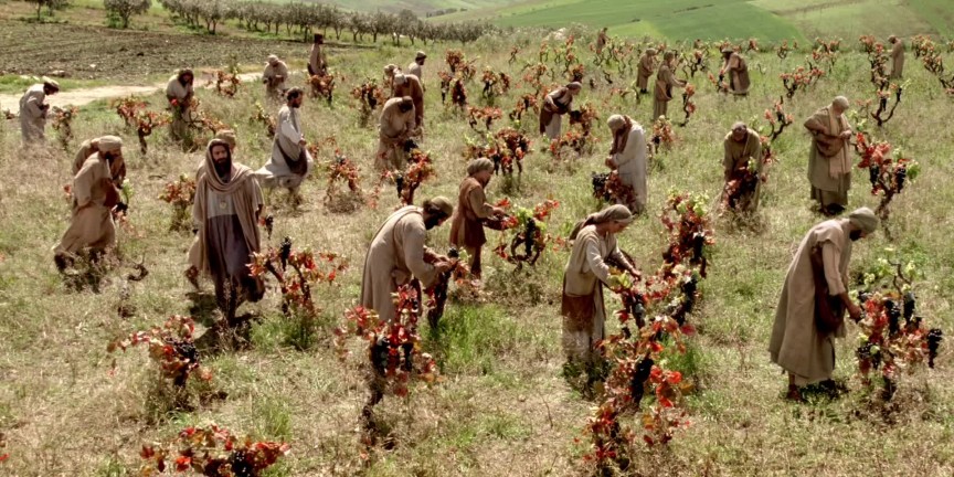 Laborers in the Vineyard