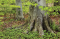 Lessons From the Sacred Grove