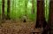 Ask of God- Joseph Smith's First Vision
