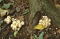 Lessons From the Sacred Grove