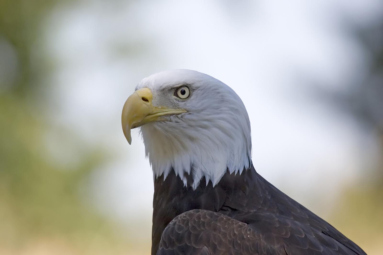 Bald Eagle