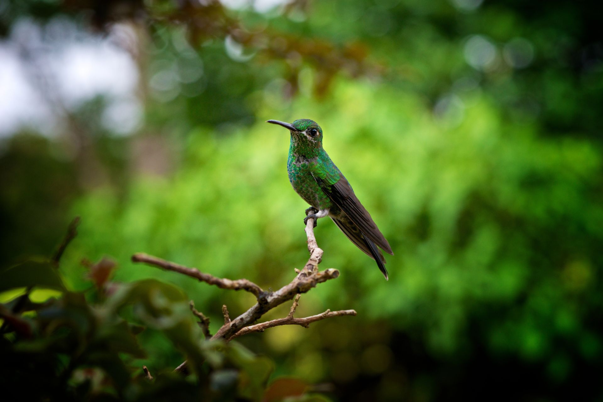 Bright Green Hummingbird