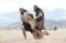 Laman and Lemuel drag Nephi who is tied up