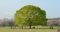 Big tree in park