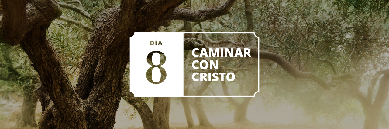 Arbol de olivos