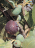 Fig Tree (Israel)