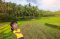 Rice Field