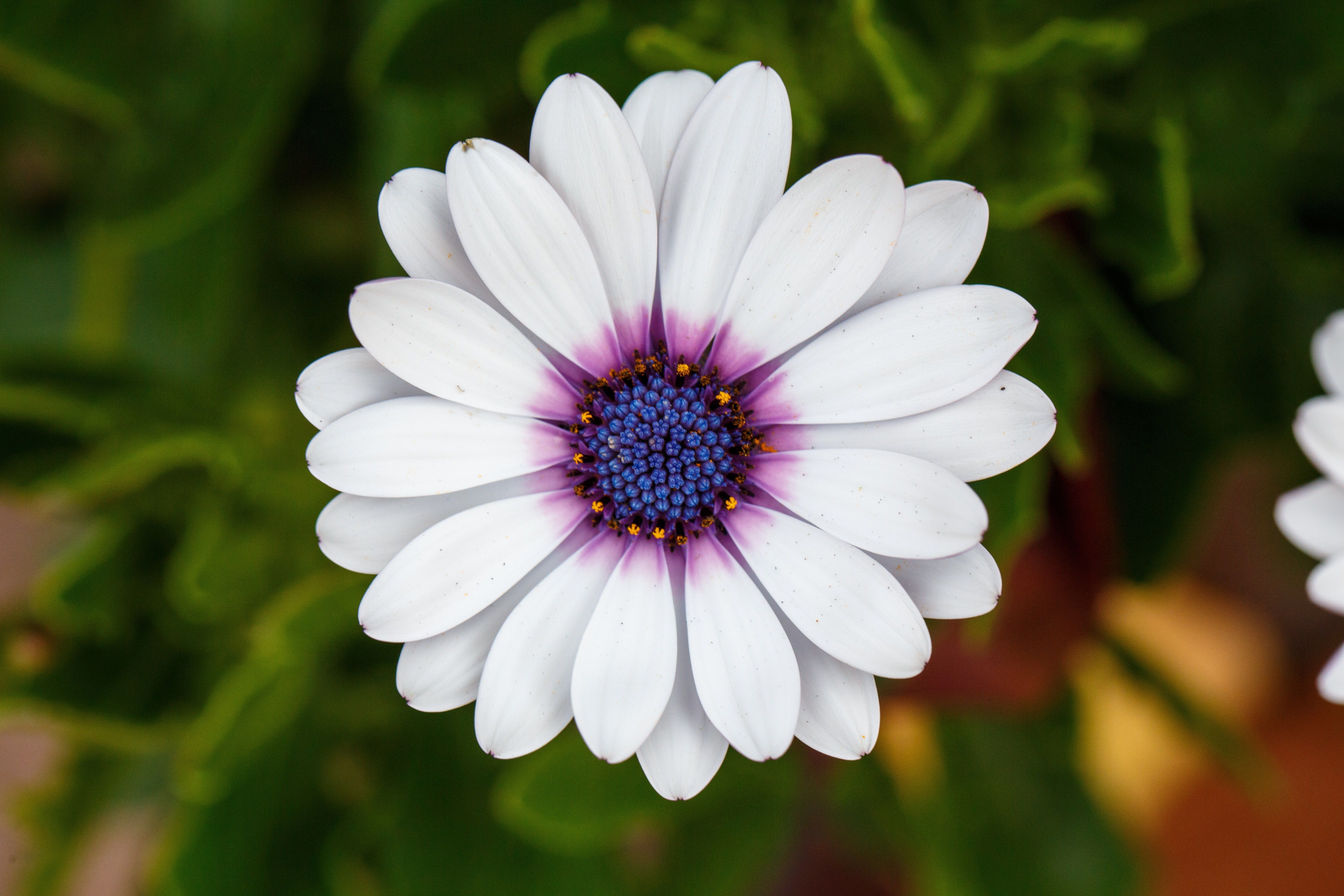 Cape Daisy