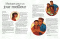 Liahona Magazine, 2020/03 Mar