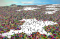 Puzzle Mountain