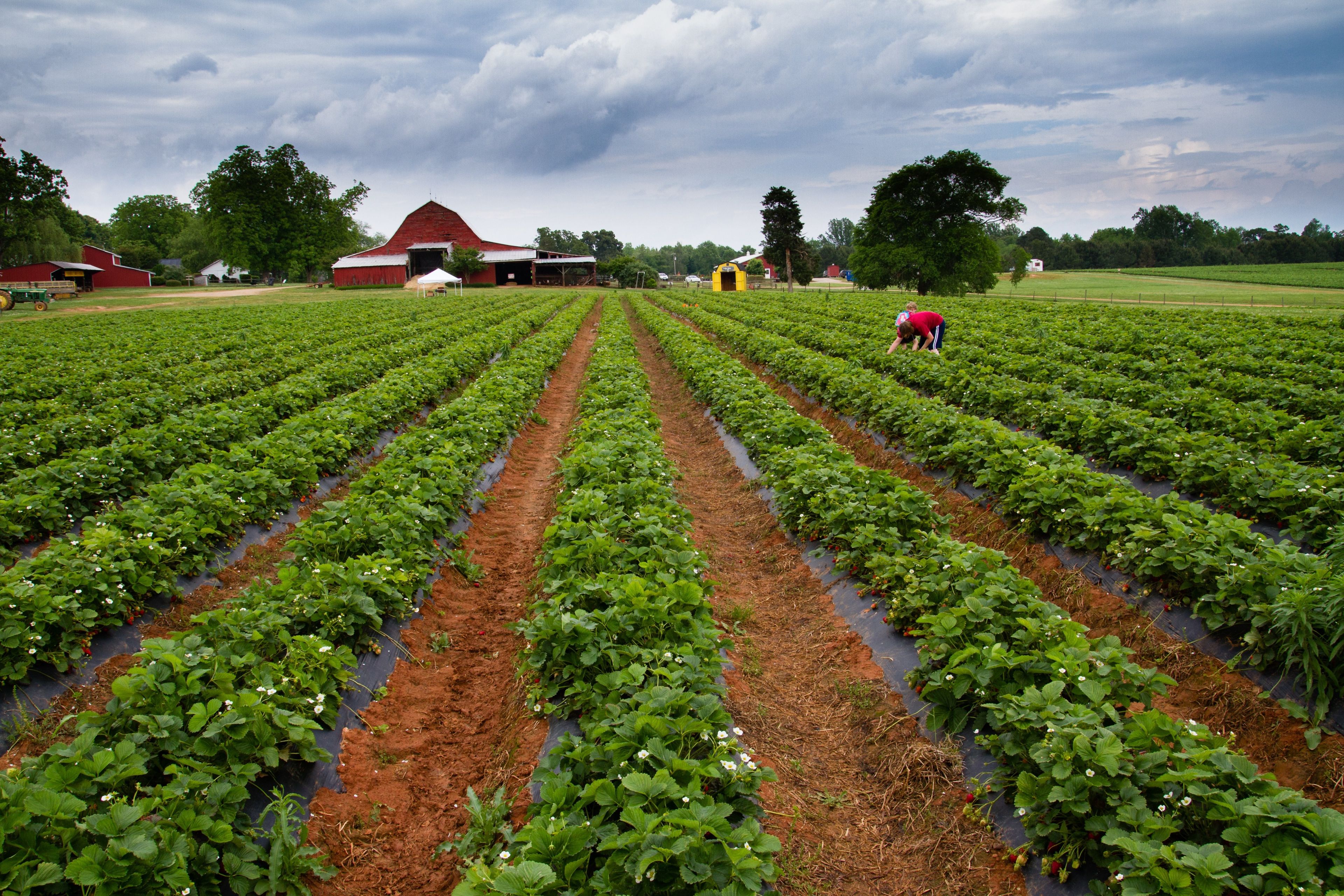 strawberry-fields