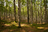 grove in springtime