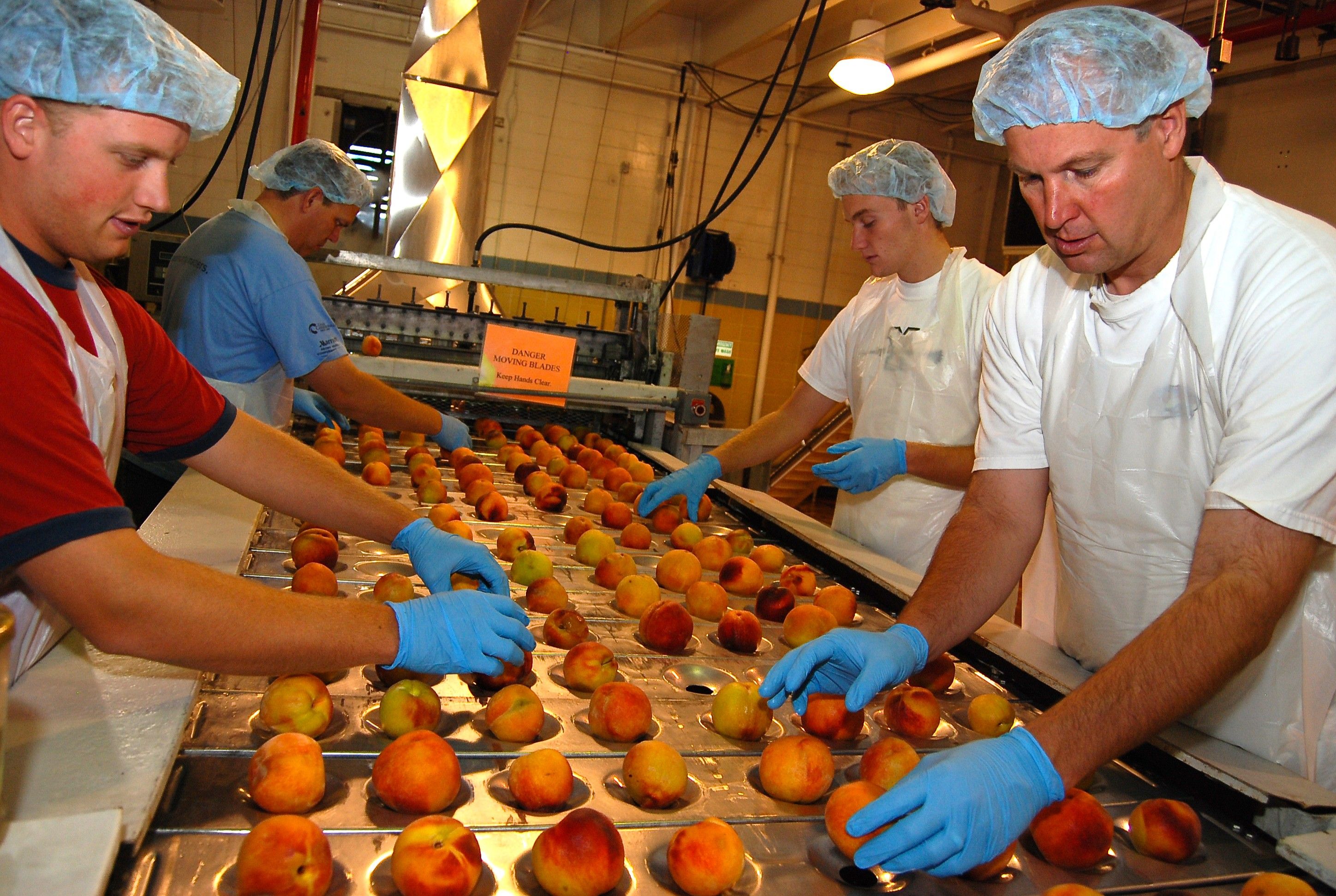 Four men sorting peaches on the production line in Welfare Square.