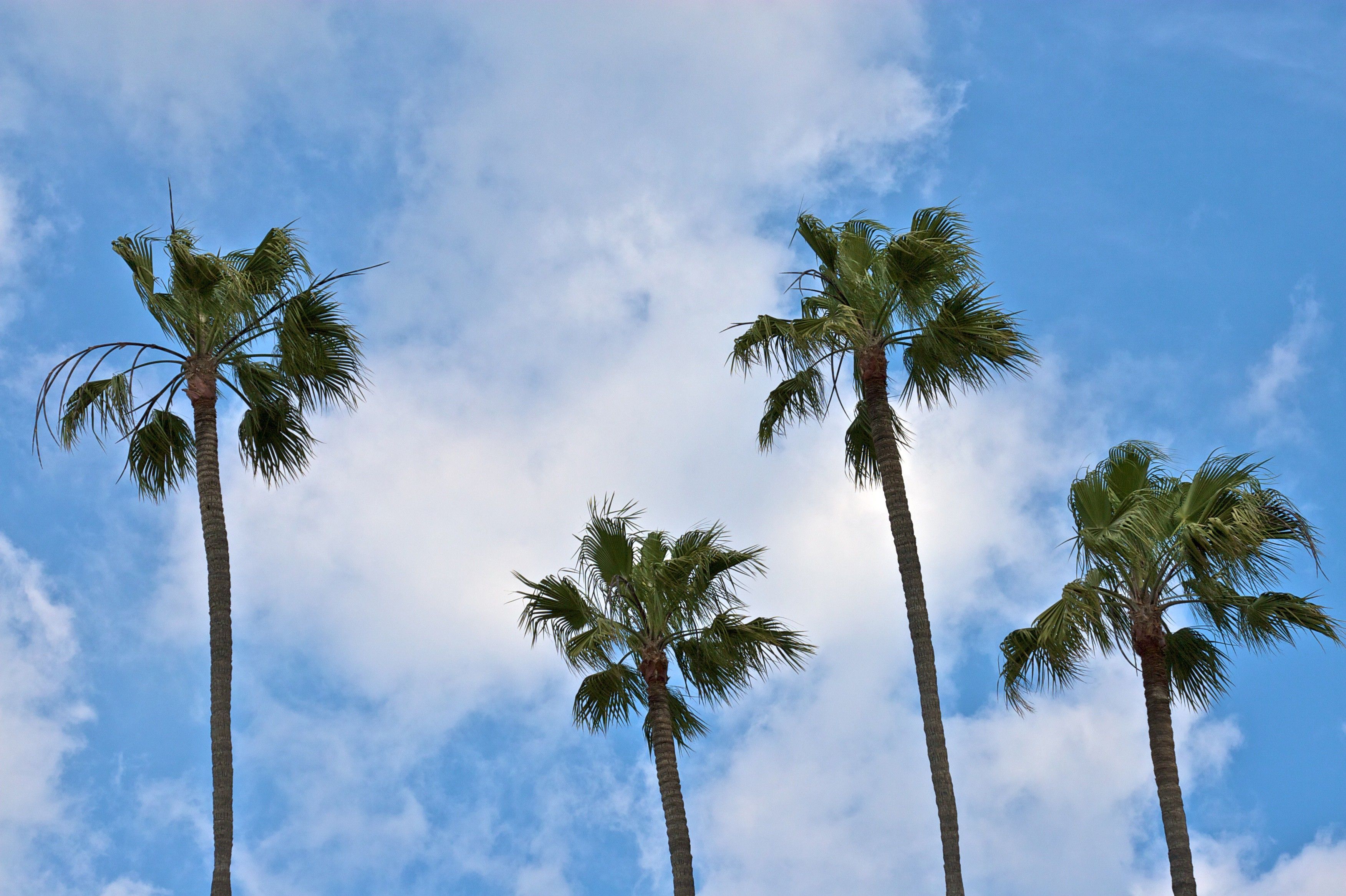 Palm Trees In California Not Native