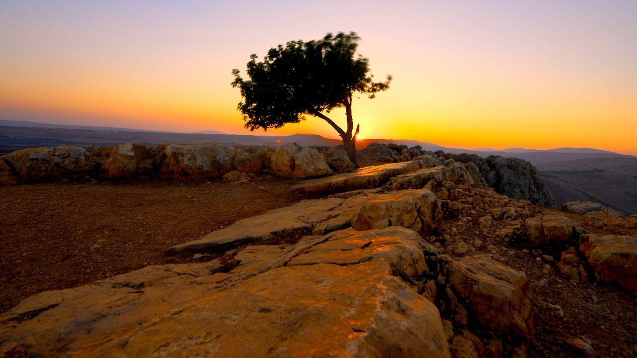 Un árbol crece solo entre las rocas y se mantiene parado