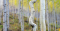 Aspen Trees
