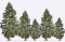 Trees- Giant Sequoia