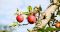 Apples on the Apple Tree