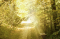 Sunshine on a path