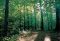 New York. Ontario Co. Sacred Grove.