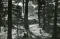 Sacred Grove