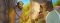 Old Testament Stories: Elisha the Prophet