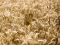 Wheat ready to harvest - field is white 4