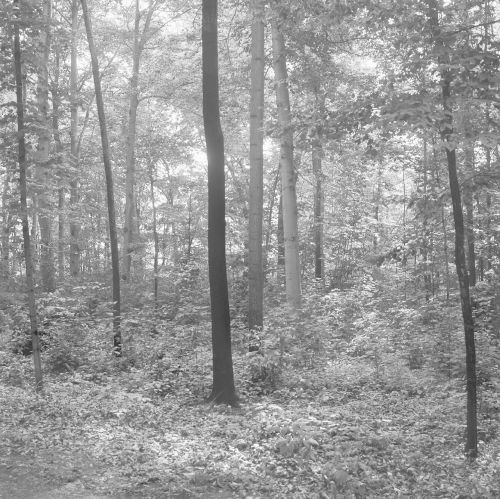 Sacred Grove, Manchester, New York